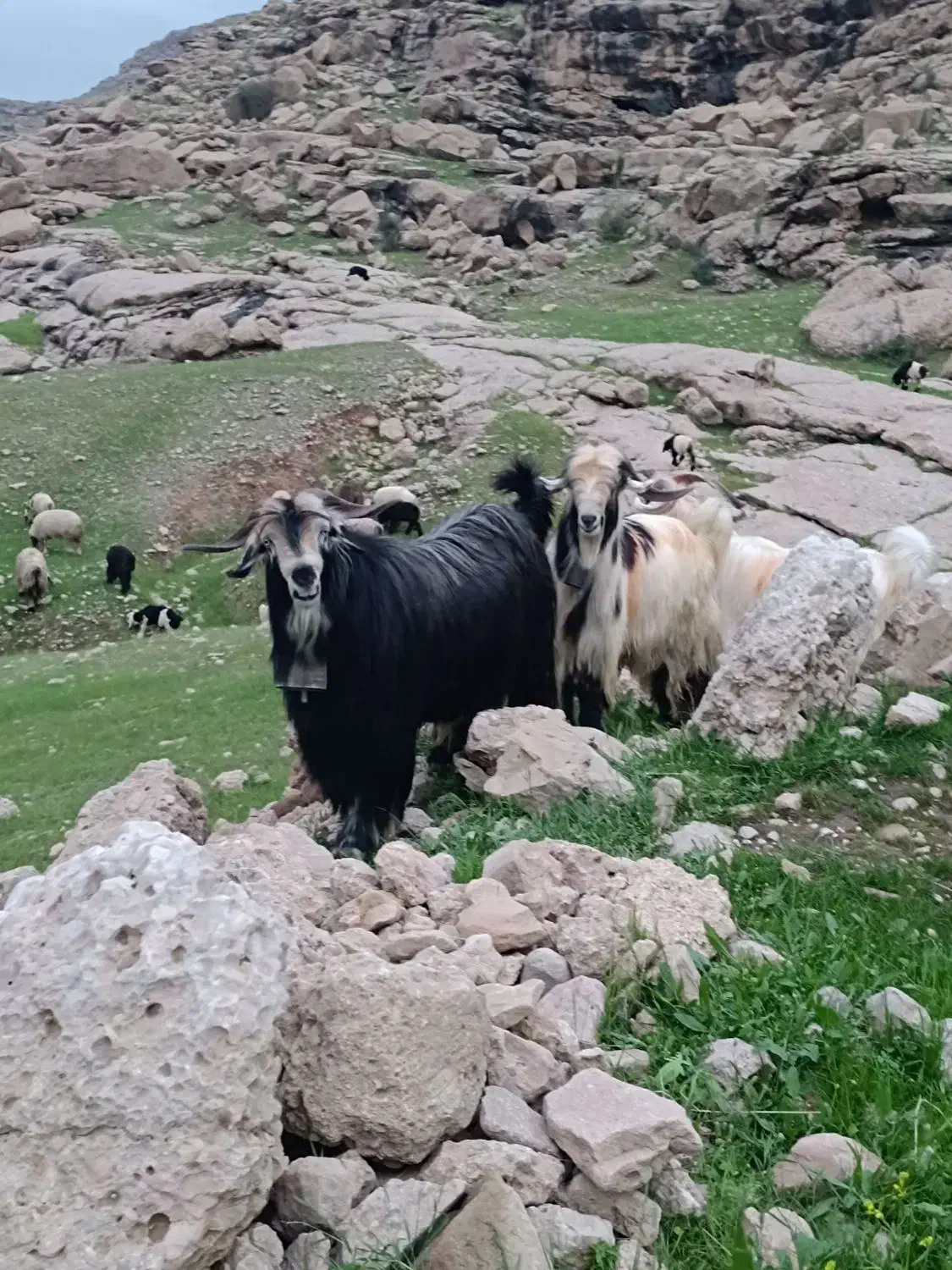 بز نمونه|حیوانات مزرعه|دورود, |دیوار