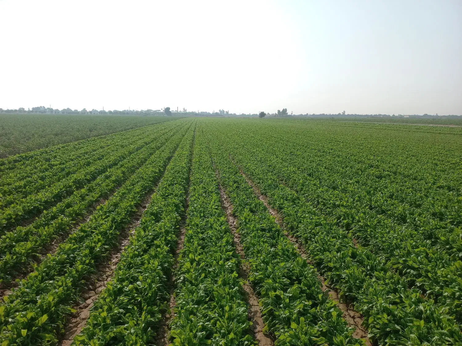 چاله وترب|خدمات باغبانی و درختکاری|اندیمشک, |دیوار