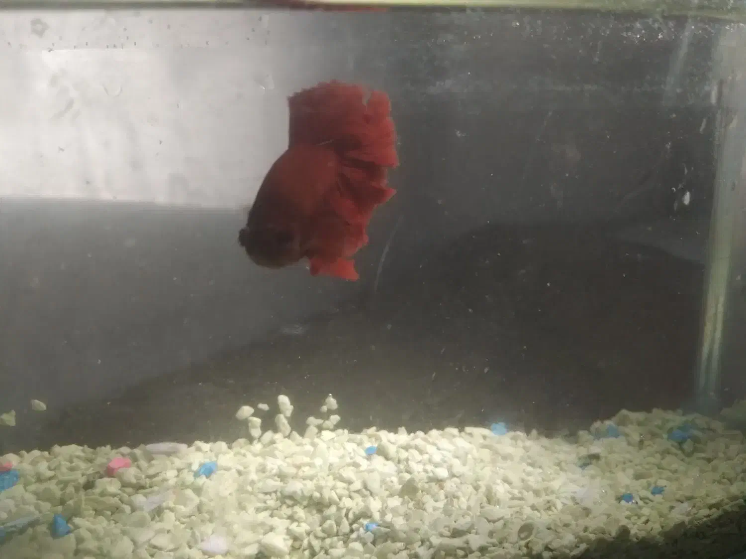 ماهی فایتر نر و ماده|ماهی|مشهد, رضاشهر|دیوار