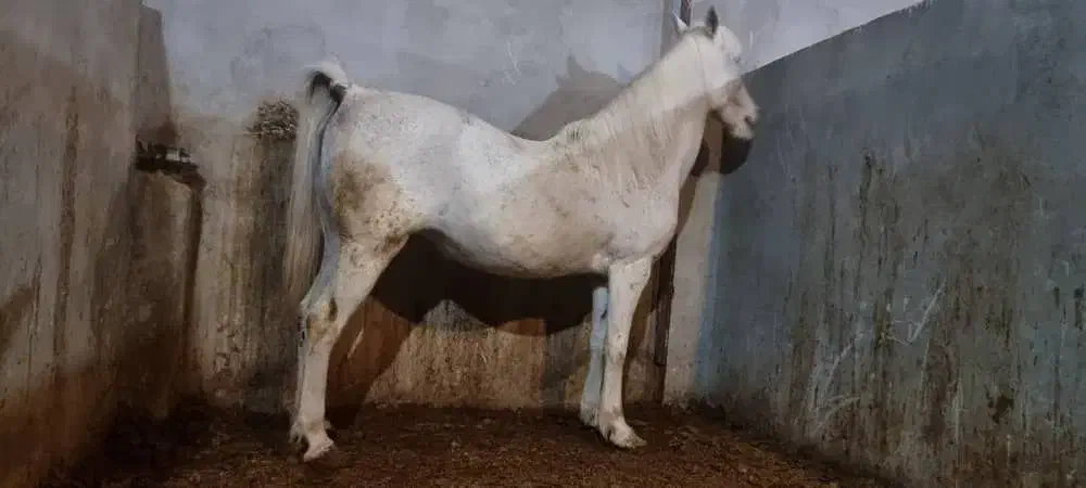 مادیان کرد|اسب و تجهیزات اسب‌سواری|کرمانشاه, |دیوار