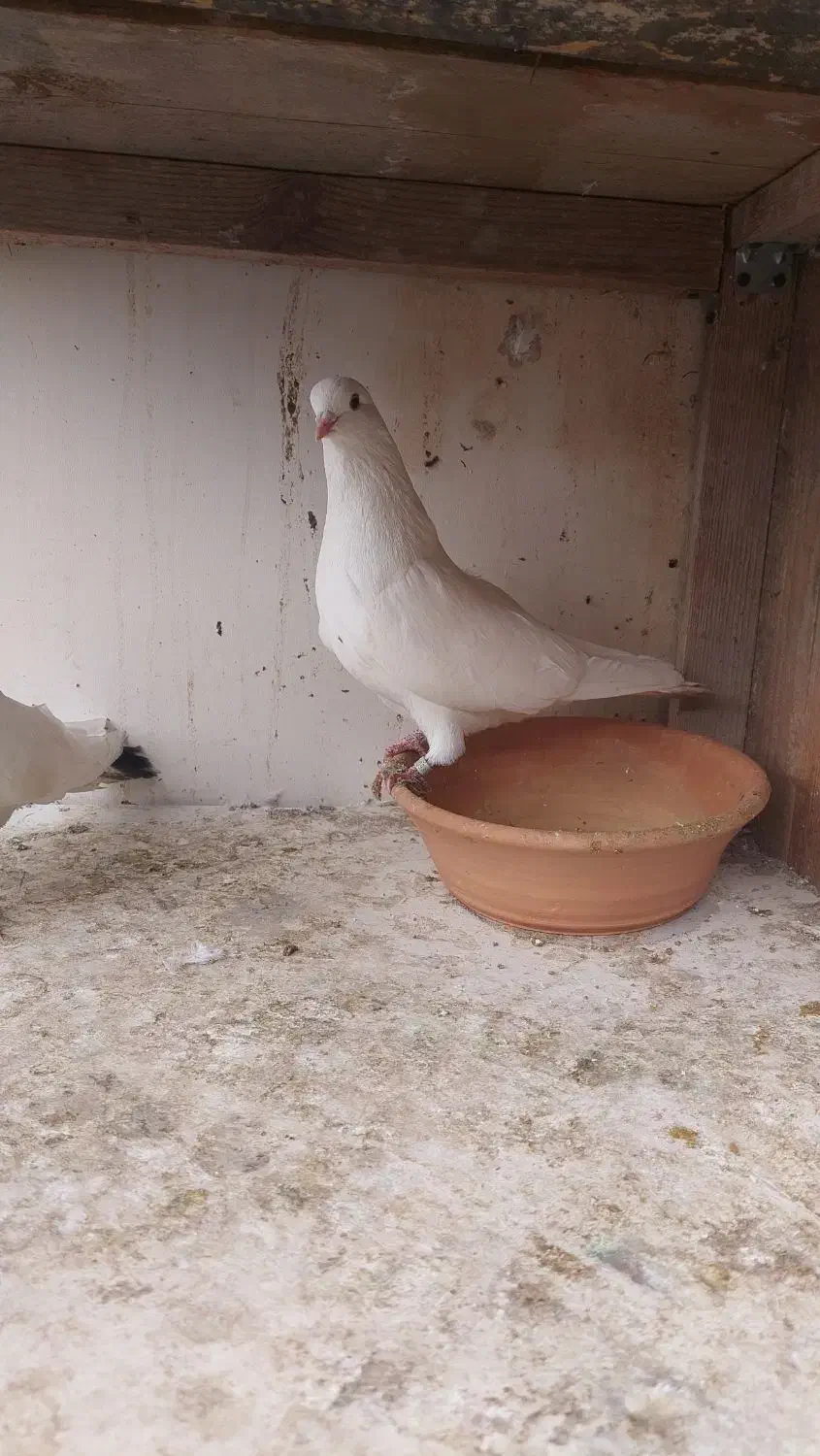 کبوتر ساعت سنگین به همراه کلیه لوازم|پرنده|رشت, فرزانه|دیوار