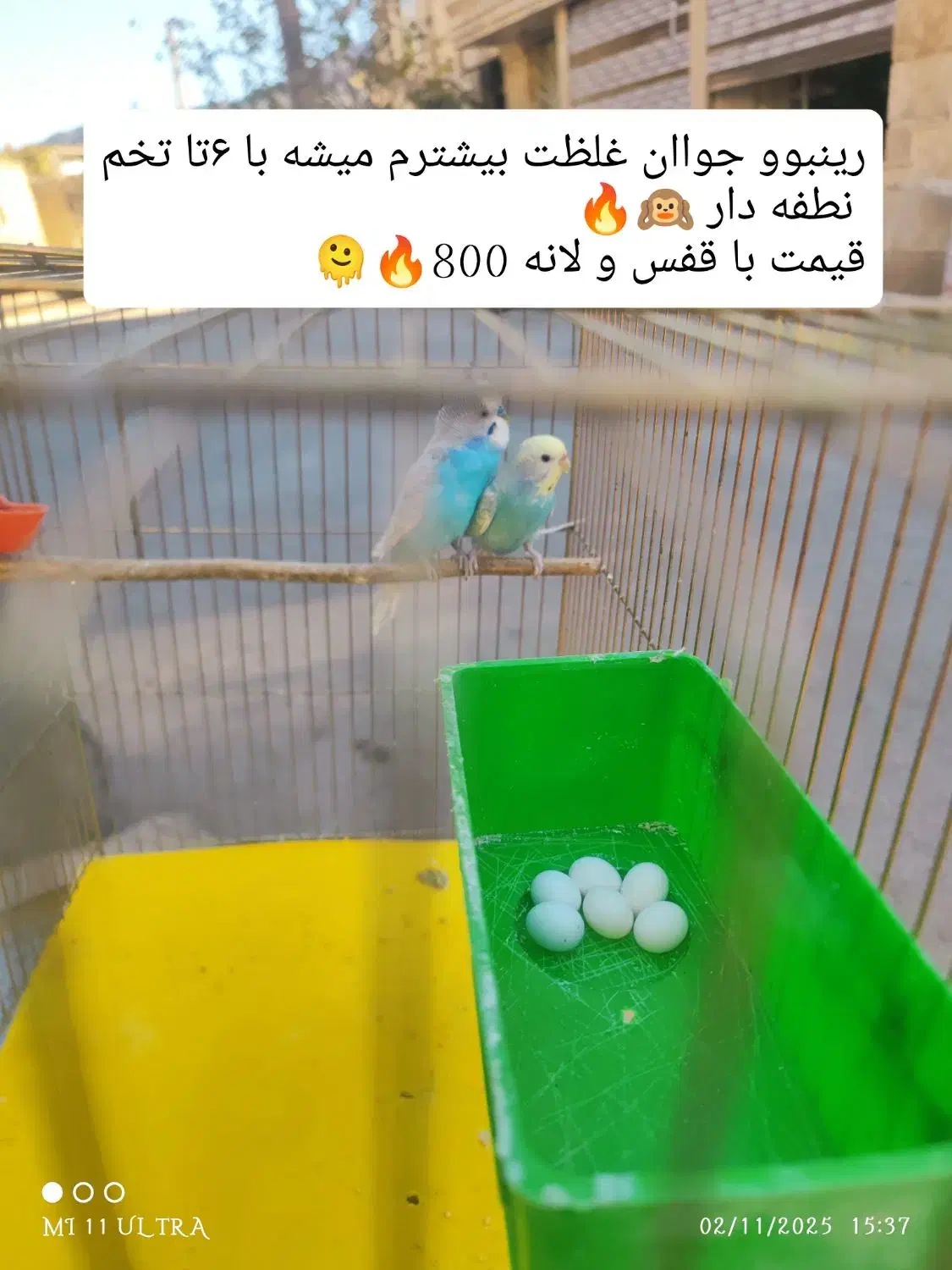 مرغ عشق مولد با جوجه  انواع رنگ ها و نژادها|پرنده|پاوه, |دیوار