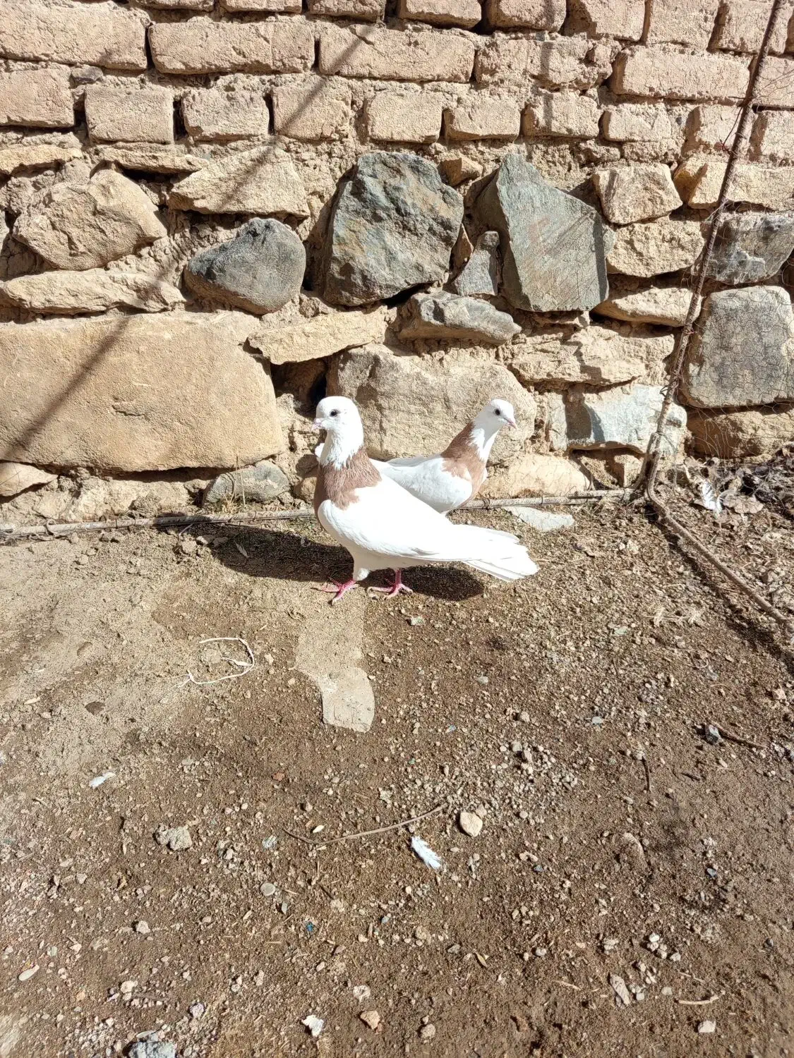 کبوتر طوقی زرد|حیوانات|همدان, |دیوار