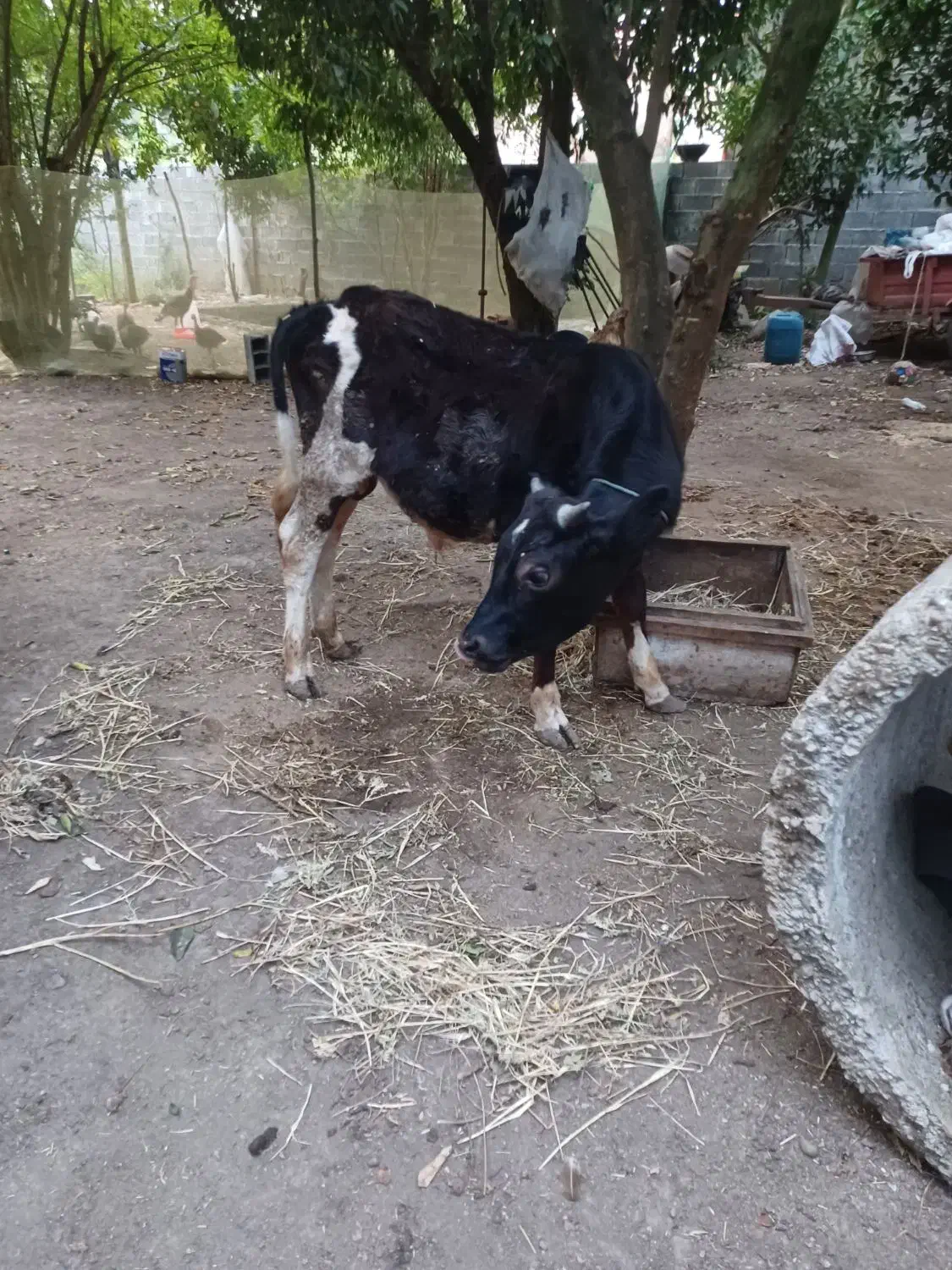 گوساله نر|حیوانات مزرعه|اطاقور, |دیوار