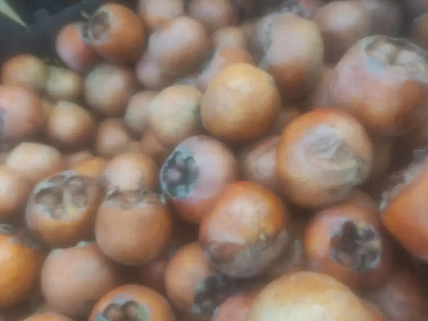 ازگیل|خوردنی و آشامیدنی|آمل, |دیوار