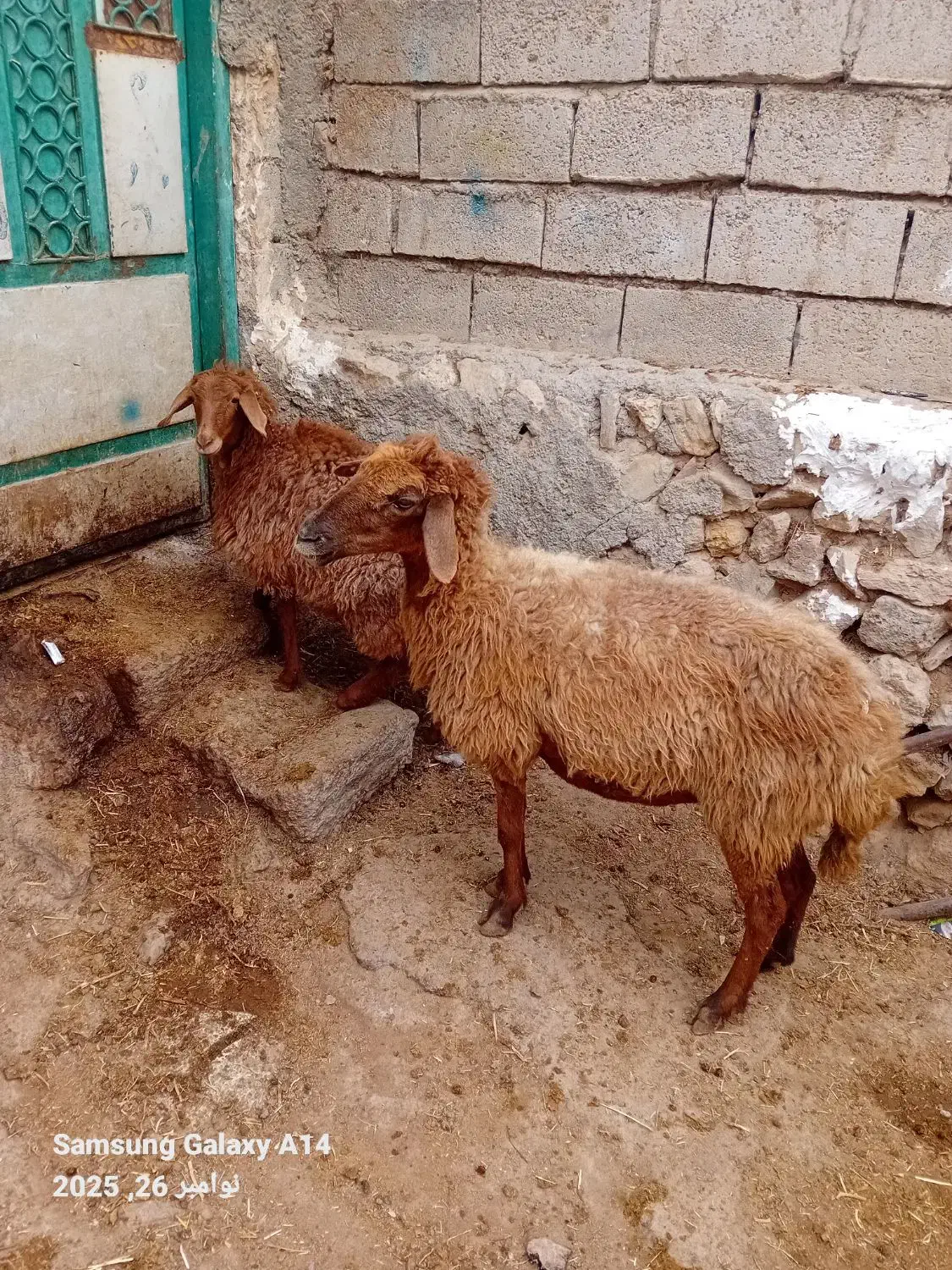 ۱عددگوسفند جوان ننه بالا برای نگه داشتن|حیوانات مزرعه|اردبیل, |دیوار