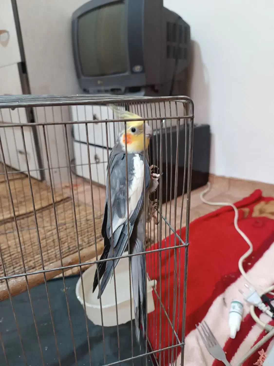 عروسی هلندی نر باقفس فروش فوری|پرنده|ابهر, |دیوار