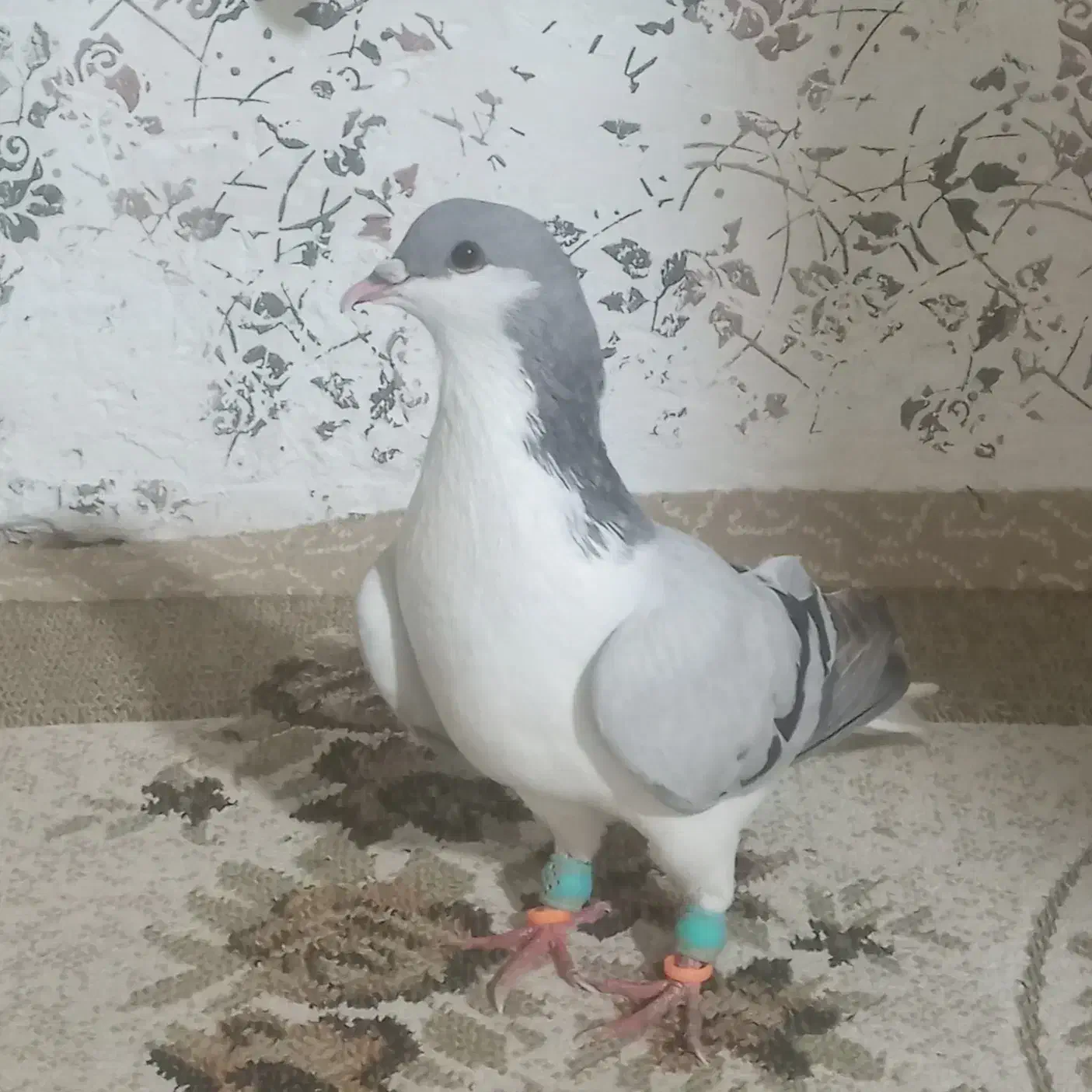 کبوتر|حیوانات|تاکستان, |دیوار