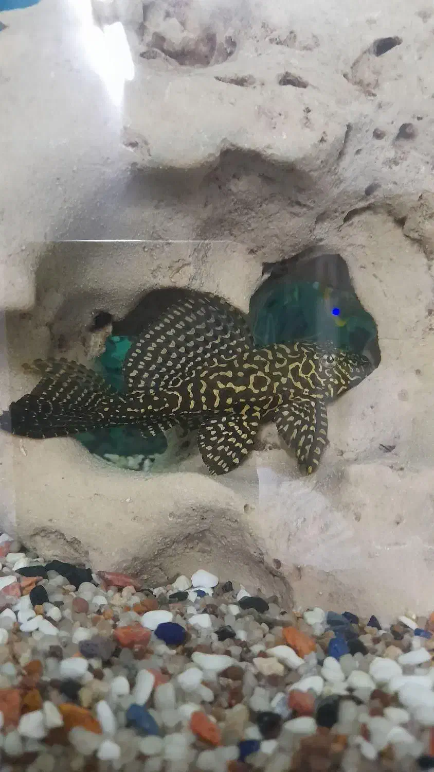 کت فیش لجنخار اسپرت|ماهی|اهواز, پادادشهر|دیوار