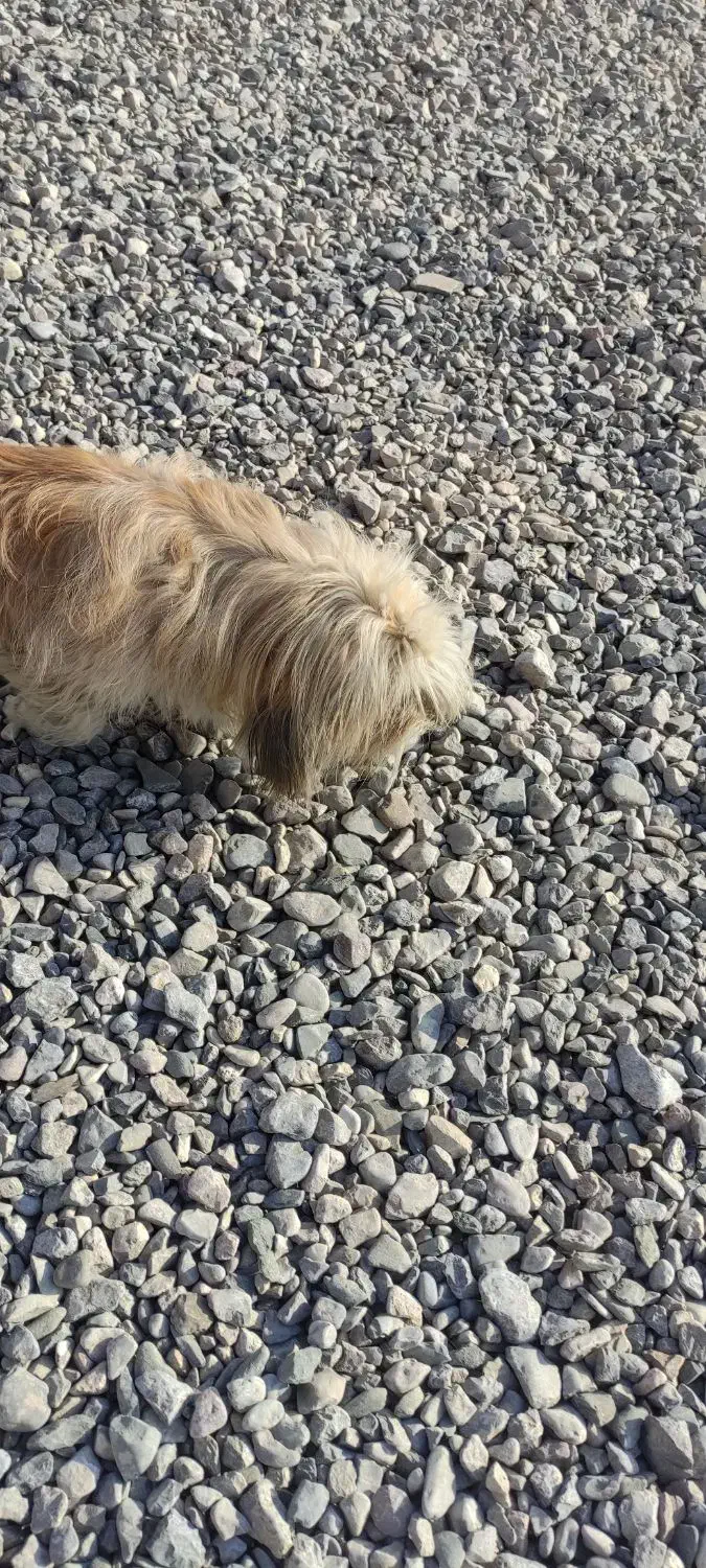 واگذاری سگ|سگ|چناران, |دیوار