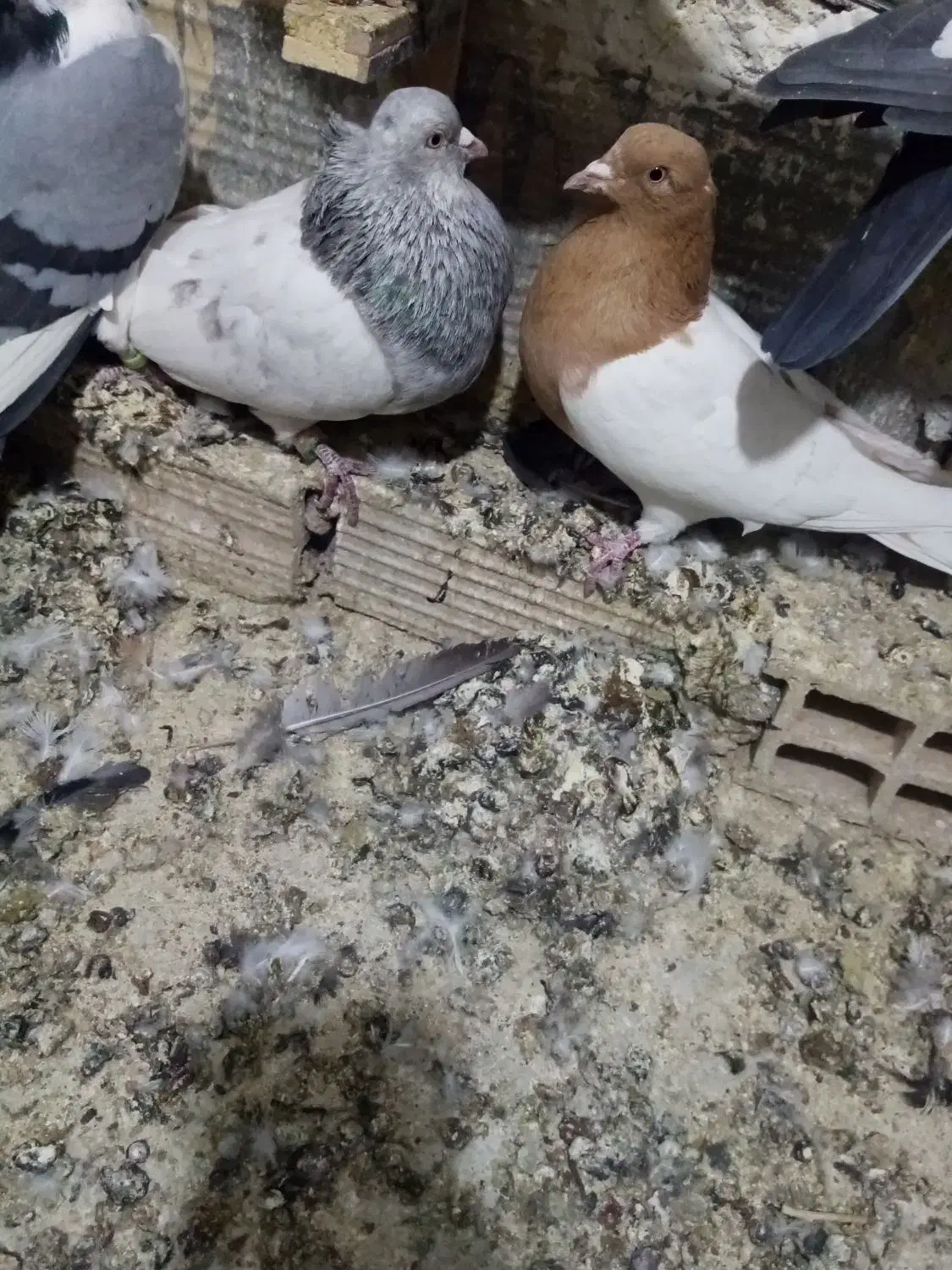 جفت کله نر و ماده|پرنده|قائن, |دیوار