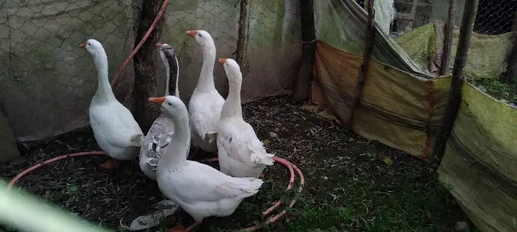 قوغاز نروماده|حیوانات مزرعه|ماکلوان, |دیوار