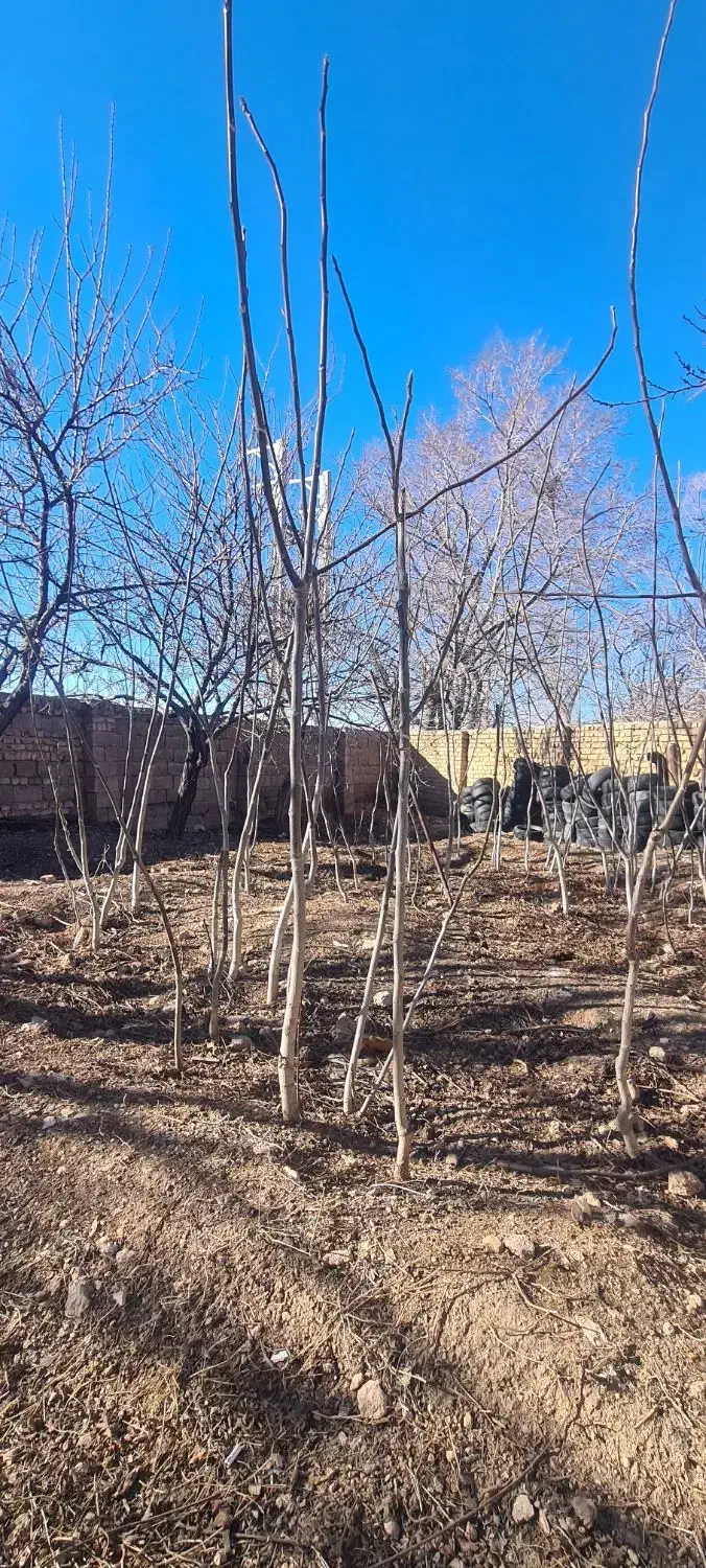 نهال گردو|خدمات باغبانی و درختکاری|قیدار, |دیوار