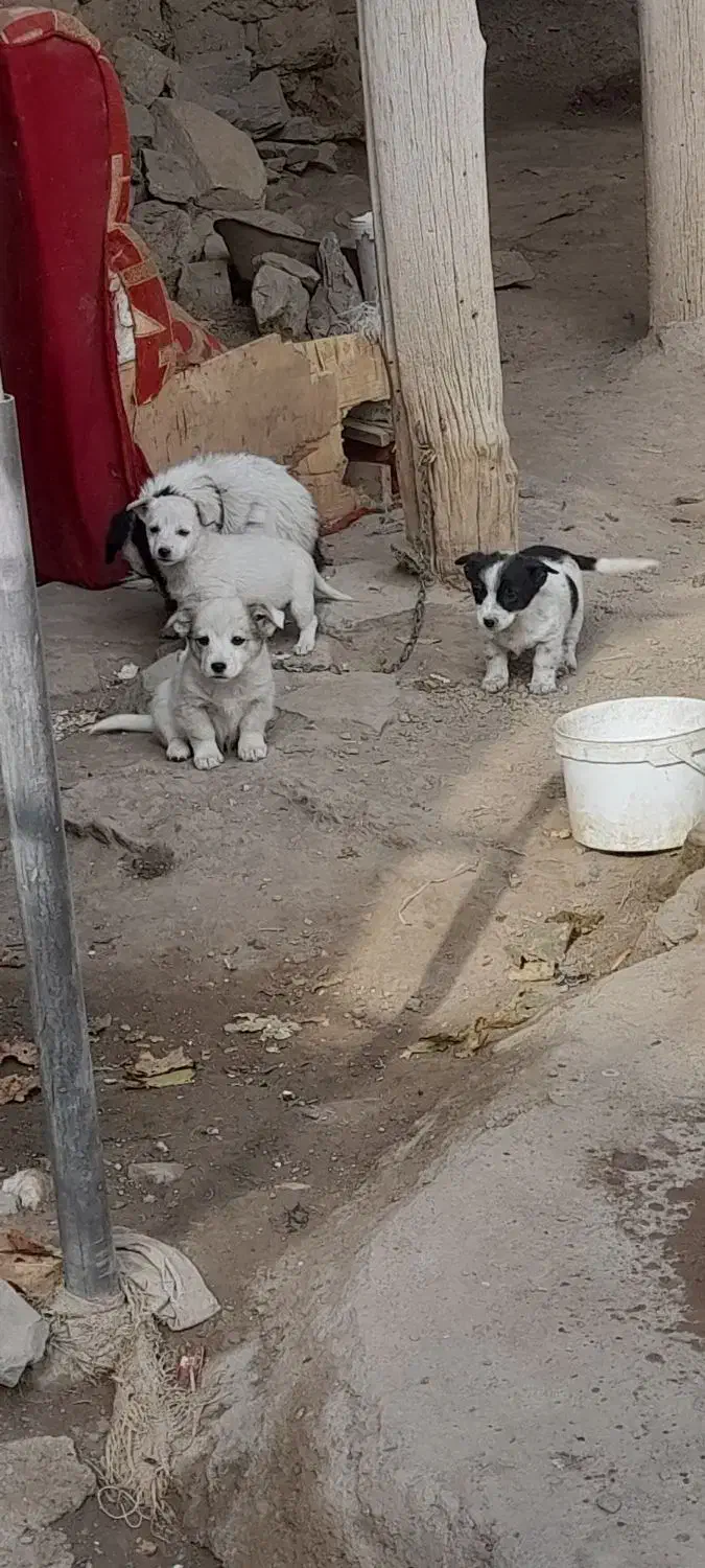 دو سگ ماده در رنگ سفید ۲ ماه|سگ|زند, |دیوار