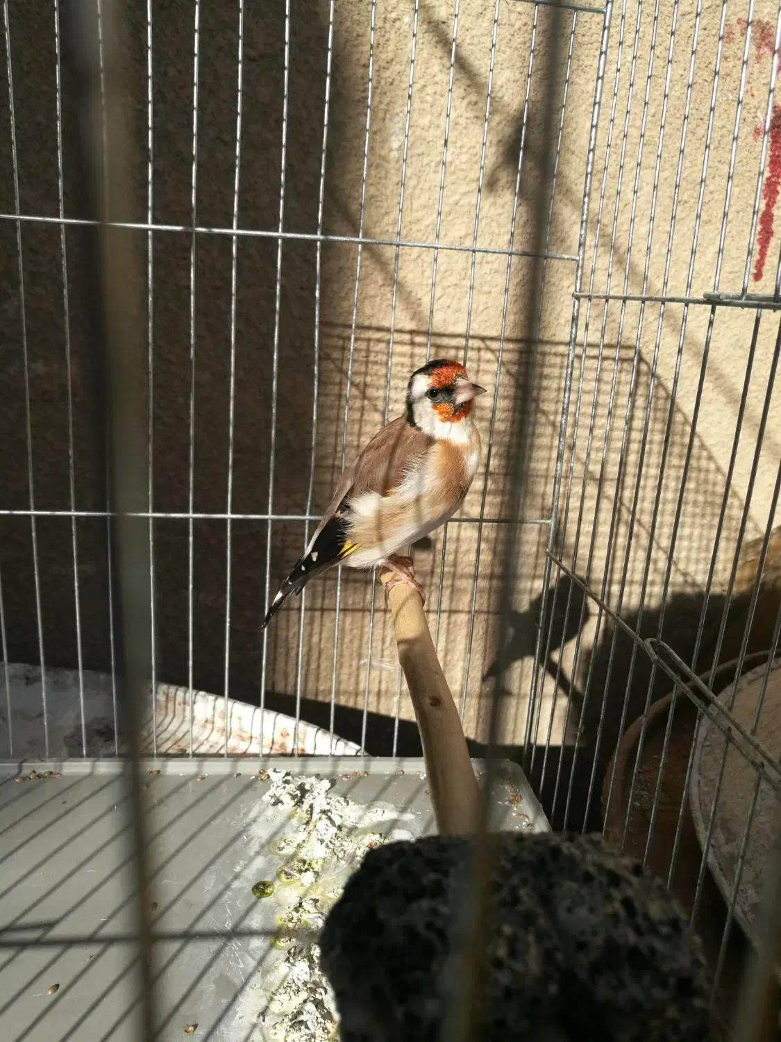 سهره ماده جوجه قفس|پرنده|کرمانشاه, |دیوار