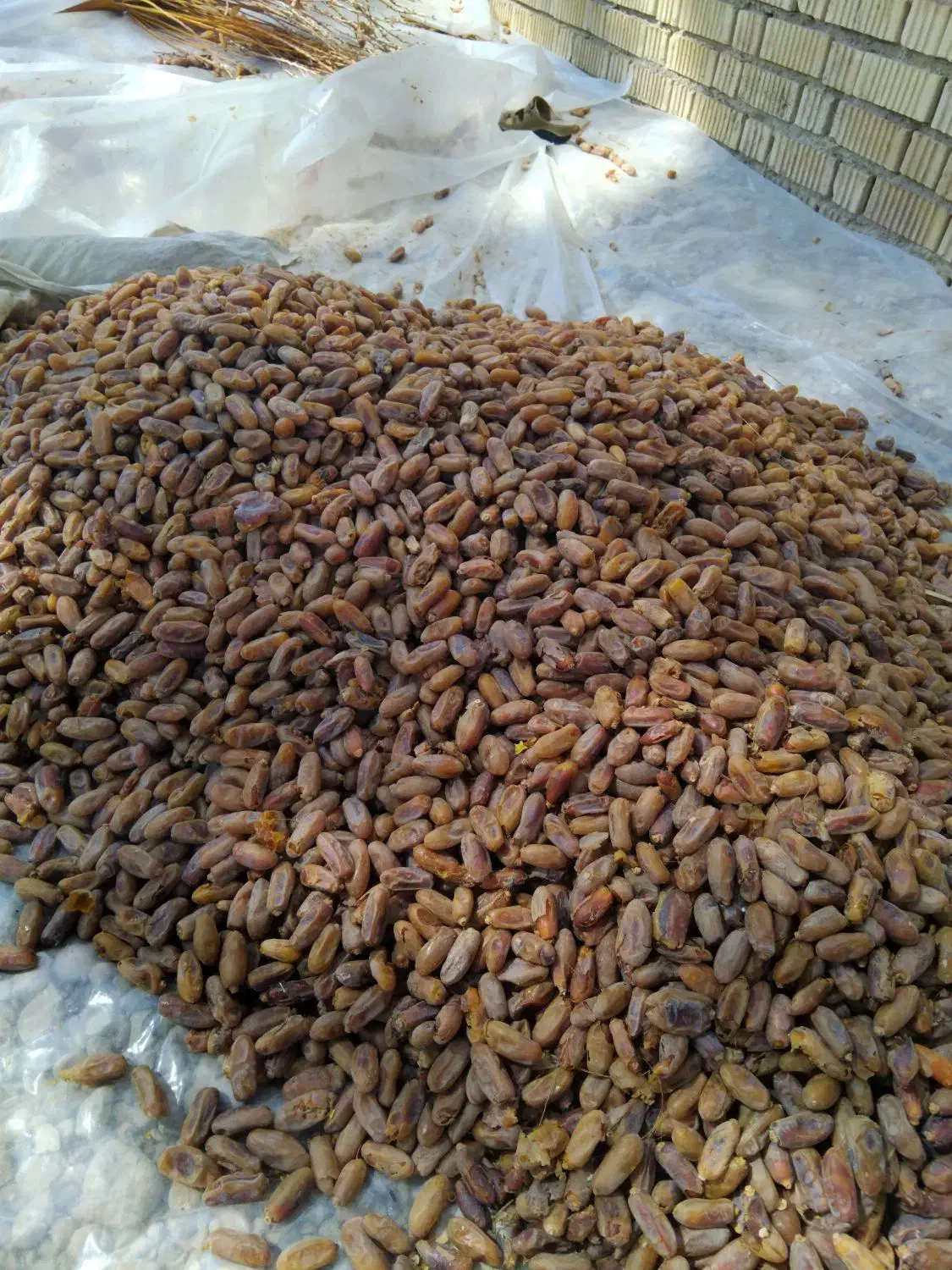خرمای شانی|خوردنی و آشامیدنی|زرین دشت (فارس), |دیوار