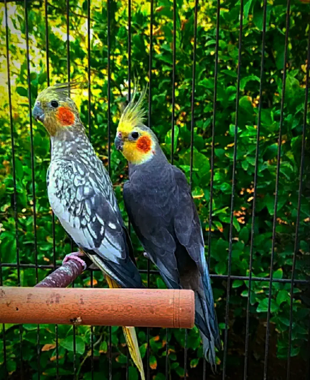 عروس هلندی ـ کوتوله برزیلی|پرنده|داراب, |دیوار