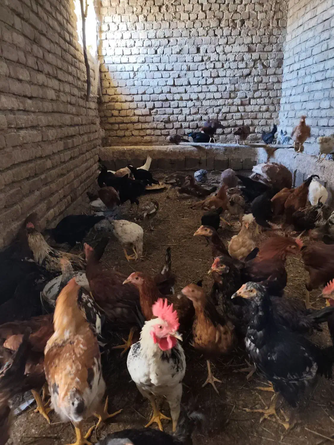 خروس محلی|حیوانات مزرعه|بیلوار, |دیوار