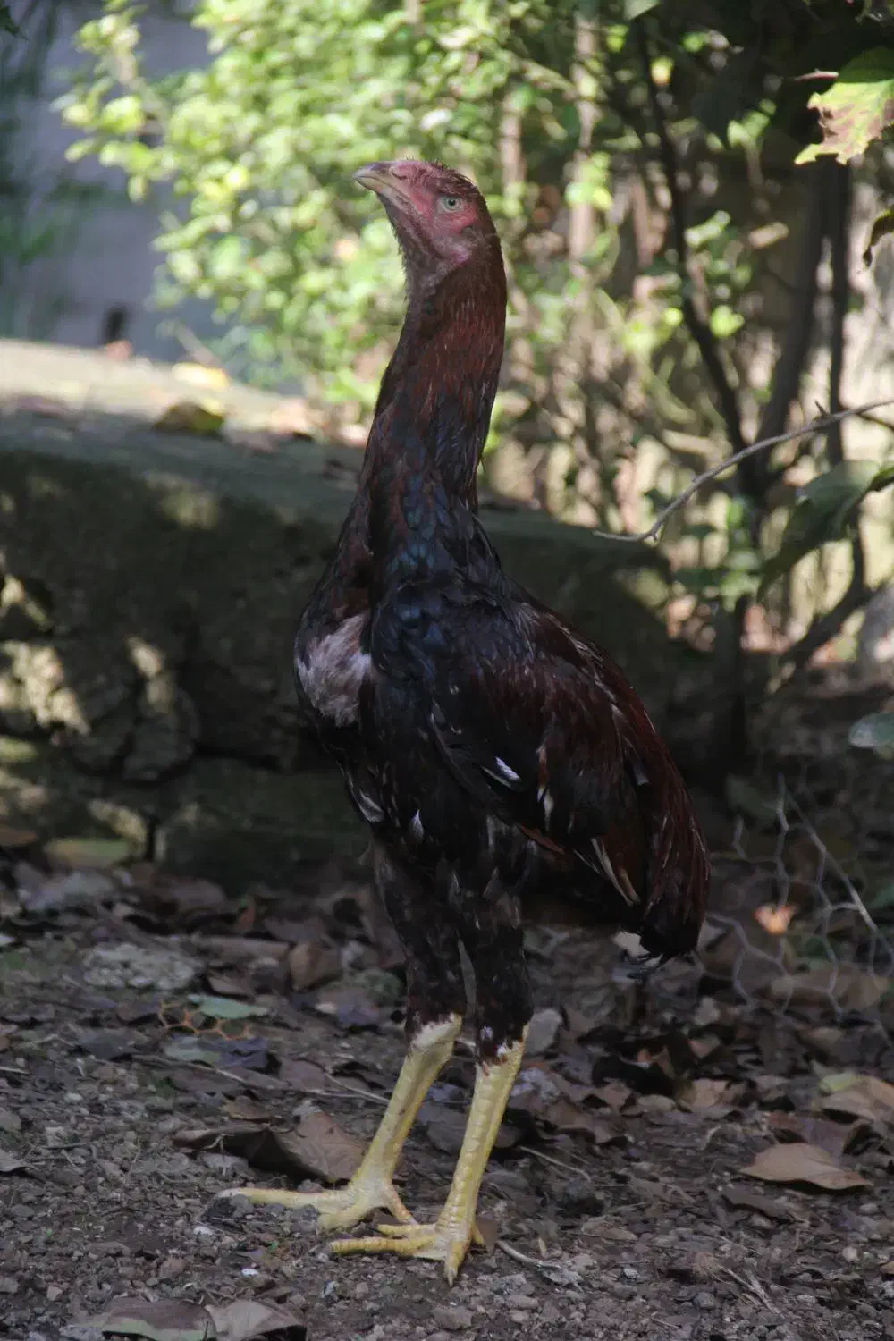 جوجه لاری.خروس لاری|حیوانات مزرعه|آستارا, |دیوار