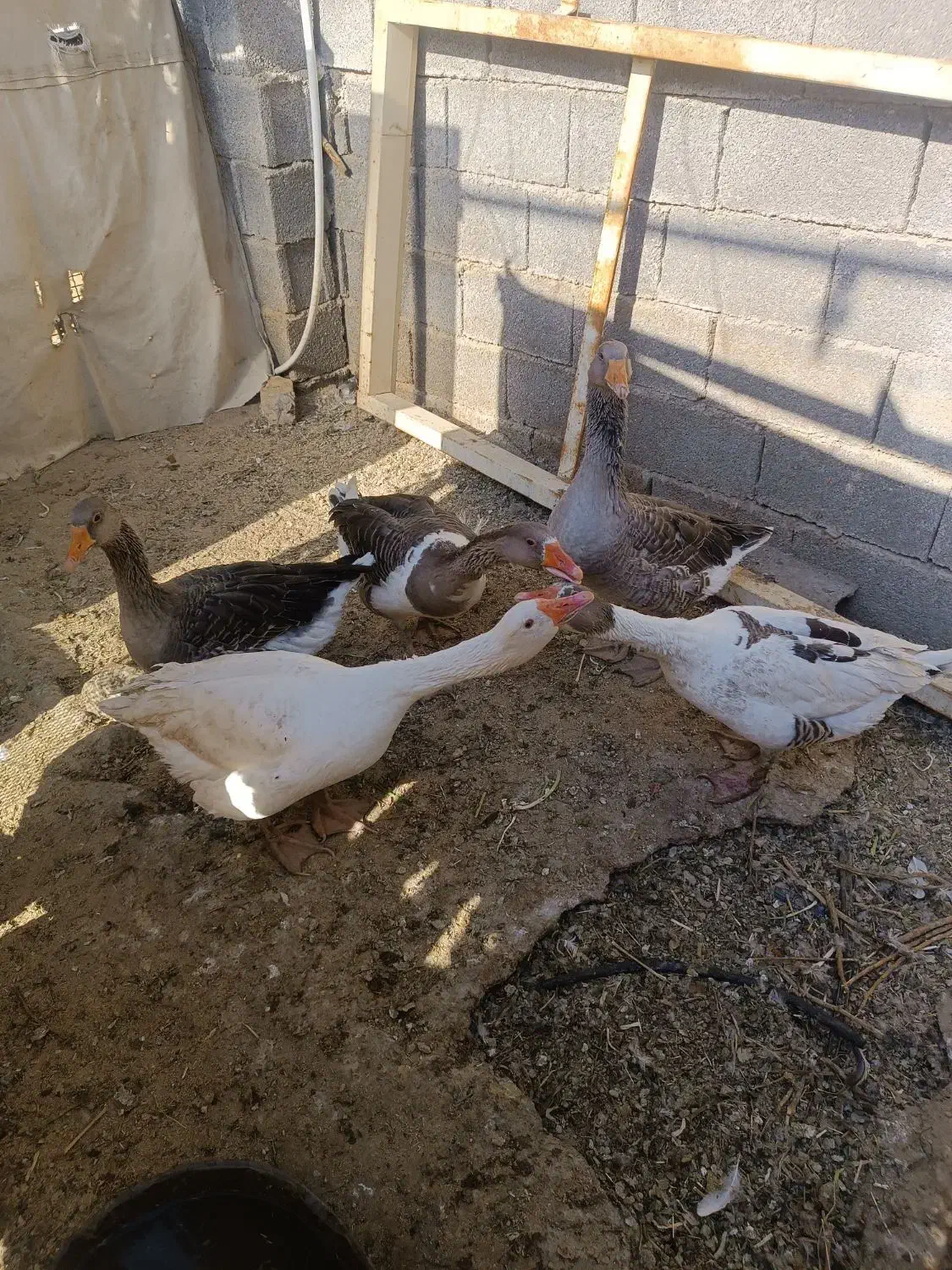 غاز|حیوانات مزرعه|نورآباد ممسنی, |دیوار