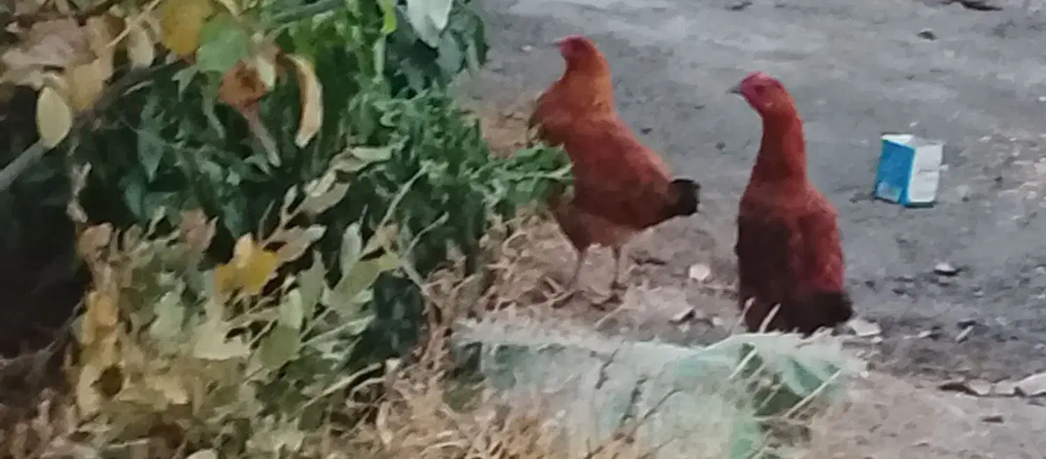 دو عدد مرغ سالم|حیوانات مزرعه|کارزان, |دیوار