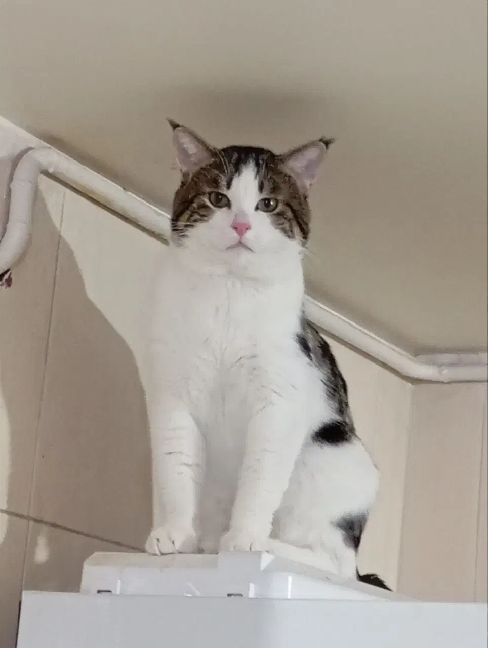 واگذاری گربه بالغ|گربه|یزد, |دیوار