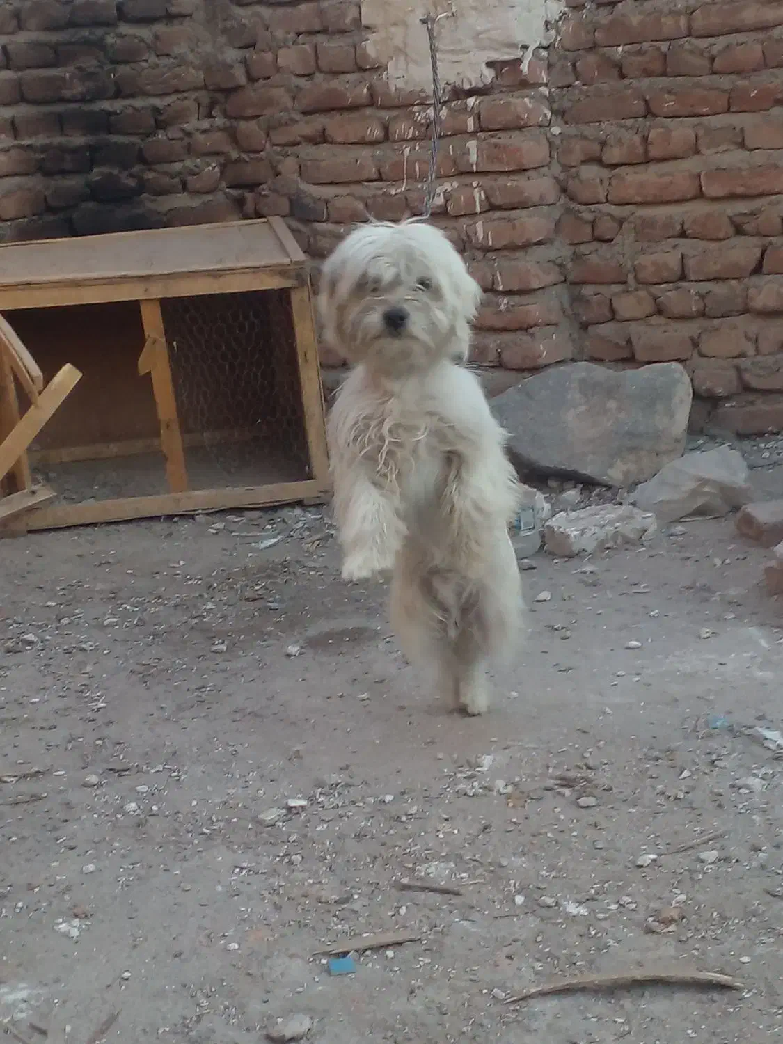 سگ پاکوتاه|سگ|خسروشاه, |دیوار