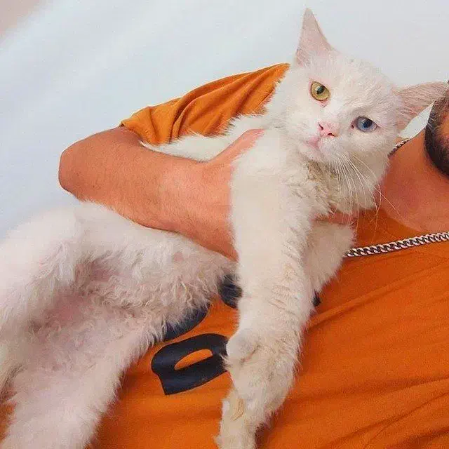 گربه نژاد انگورا|گربه|پرند, فاز ۵|دیوار