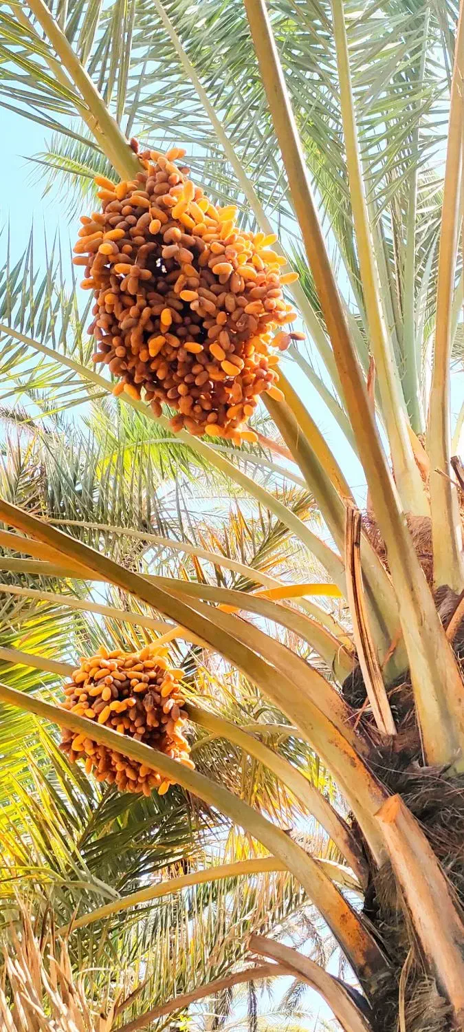 عرضه مستقیم و بدون واسطه خرمای درجه یک خاوران|خوردنی و آشامیدنی|راهگان, |دیوار