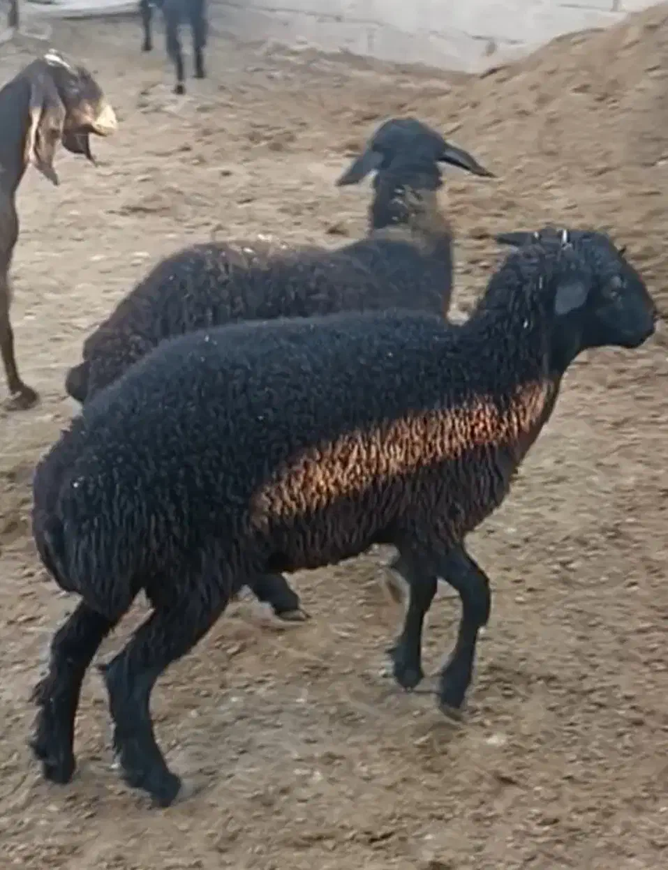 فروشی|حیوانات مزرعه|داراب, |دیوار