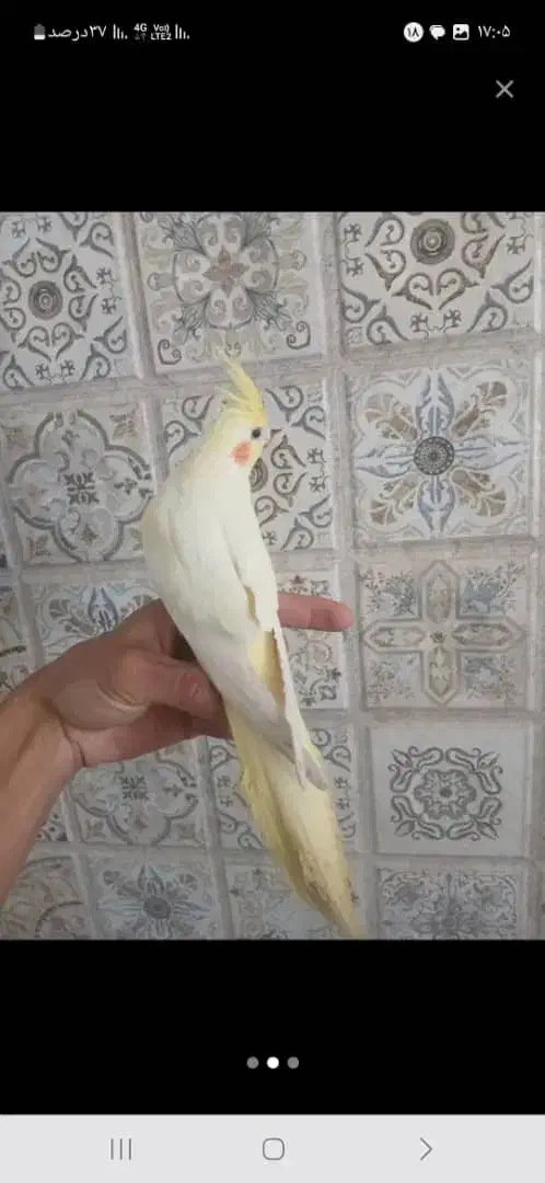 عروس هلندی ماده|پرنده|شهریار, شهرک شاهد|دیوار