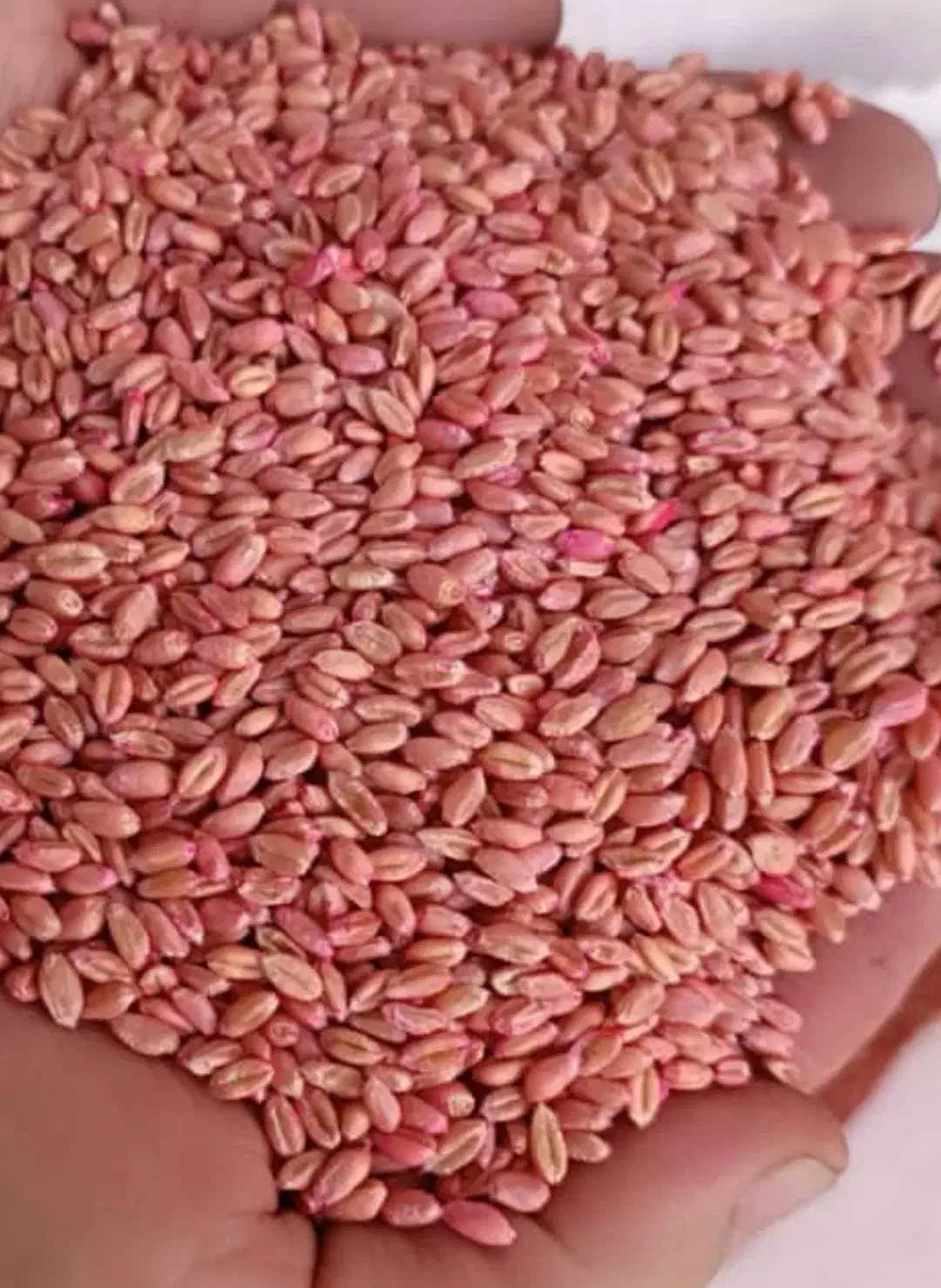 بذر گندم پیشگام بوجاری شده و درمان شده|خدمات باغبانی و درختکاری|بانه, |دیوار