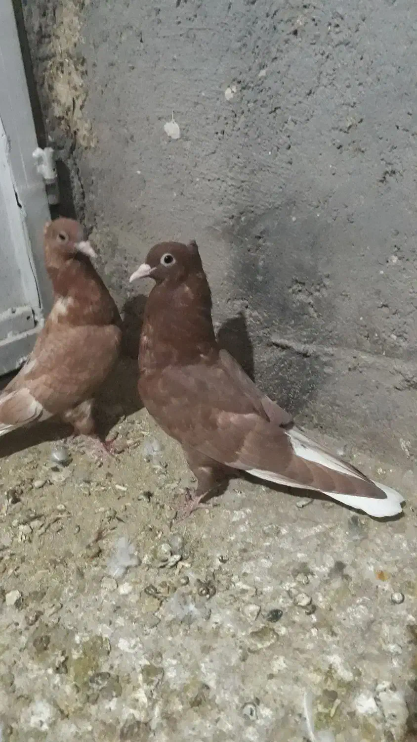 جفت جوانه دم سفید کاکل|پرنده|شهرآباد, |دیوار