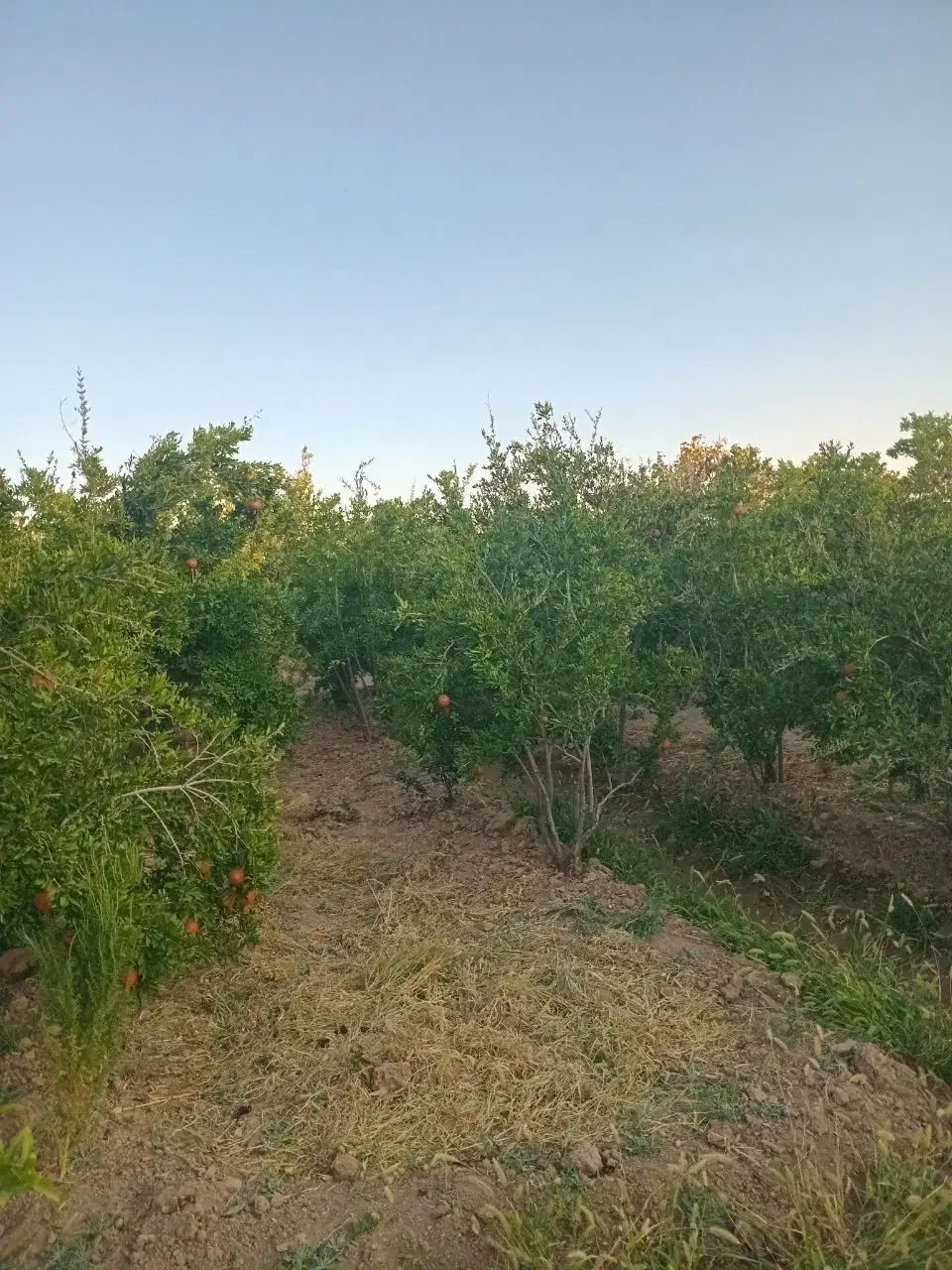 باغ انار همراه با خانه فردوس خراسان جنوبی|فروش خانه و ویلا|اسلامیه, |دیوار