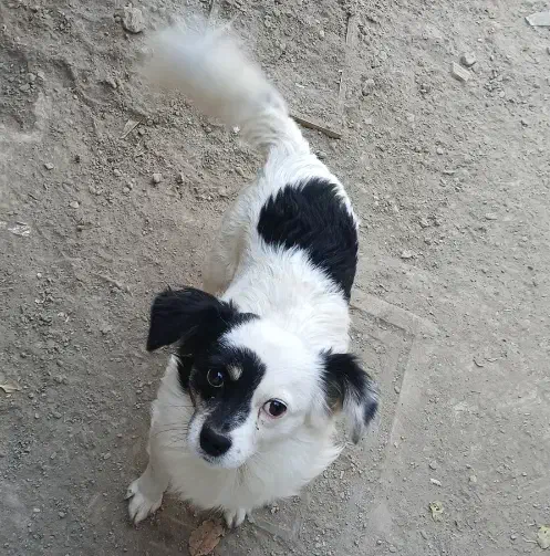 سگ نروماده|سگ|چناران, |دیوار