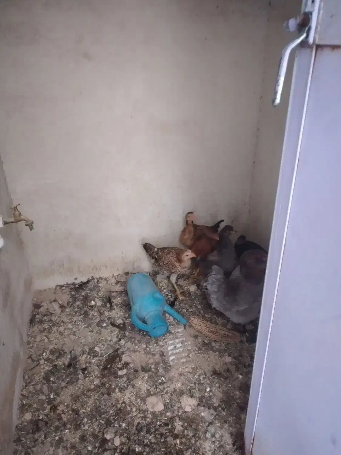 جوجه لاری و مرغ گلین|حیوانات مزرعه|ایجرود, |دیوار