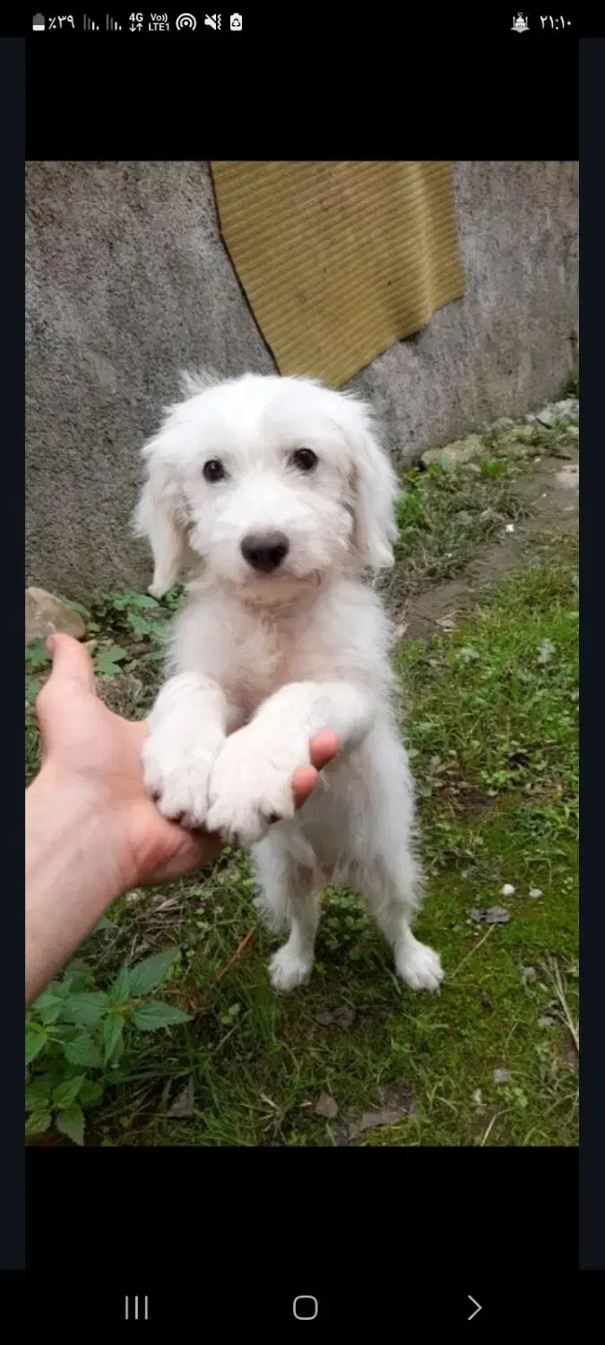 سگ پاکوتا معاوضه با لاری یا بوقلمون|سگ|قائم‌شهر, |دیوار