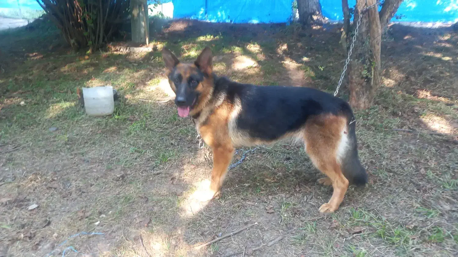 ژرمن ماده یکونیم ساله|سگ|رشت, جانبازان|دیوار