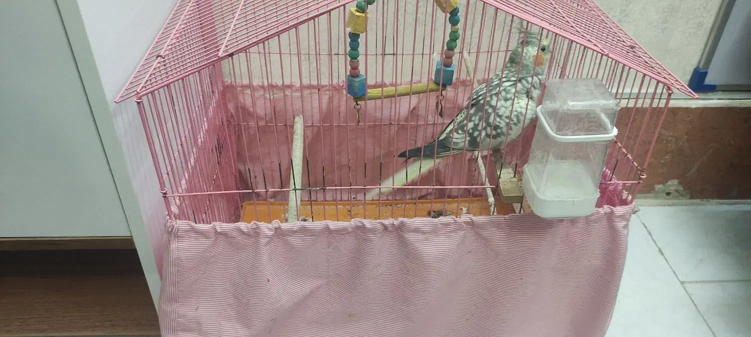 عروس هلندی|پرنده|مشهد, ایثارگران|دیوار