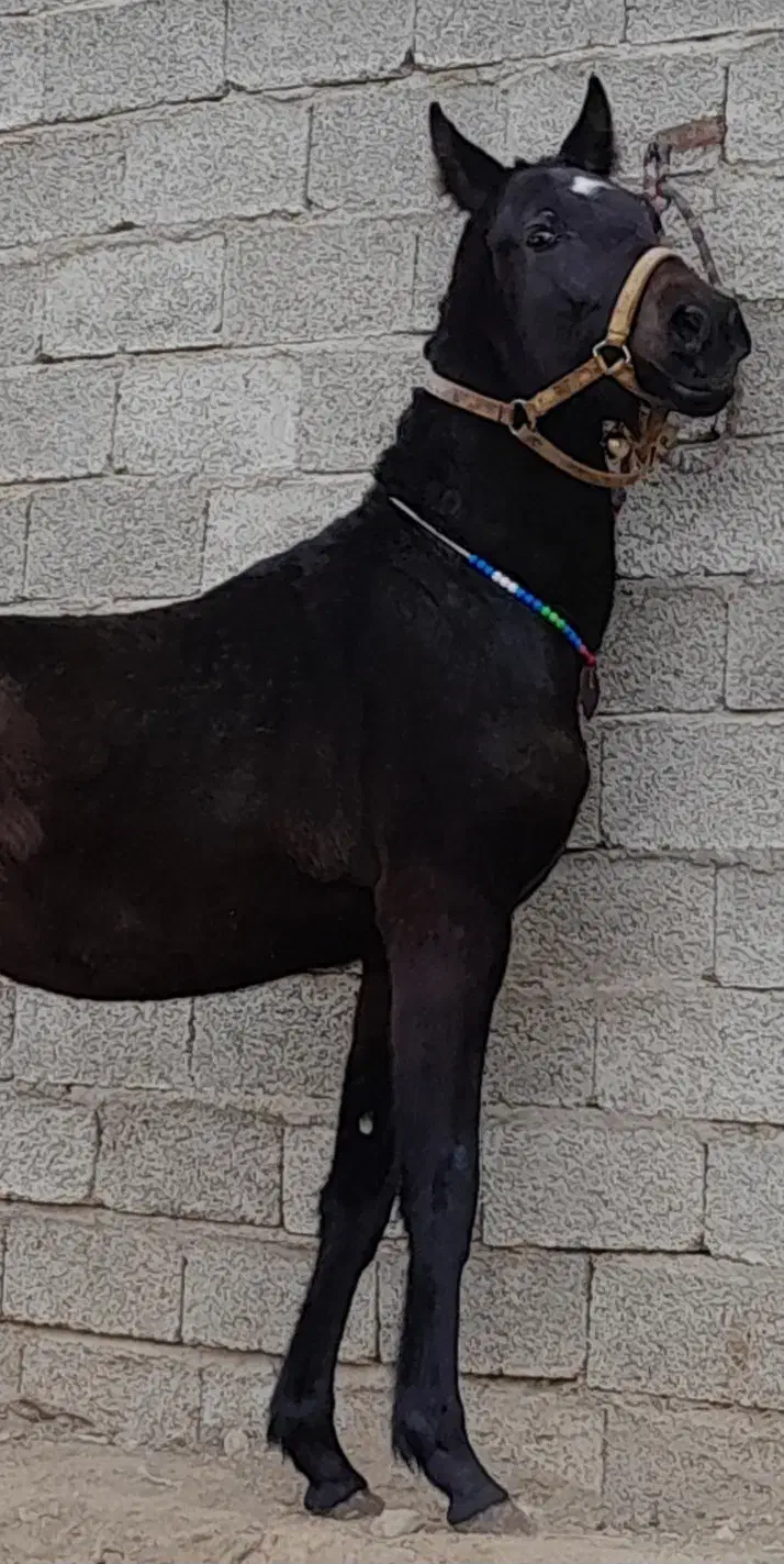 اسب|اسب و تجهیزات اسب‌سواری|سلماس, |دیوار