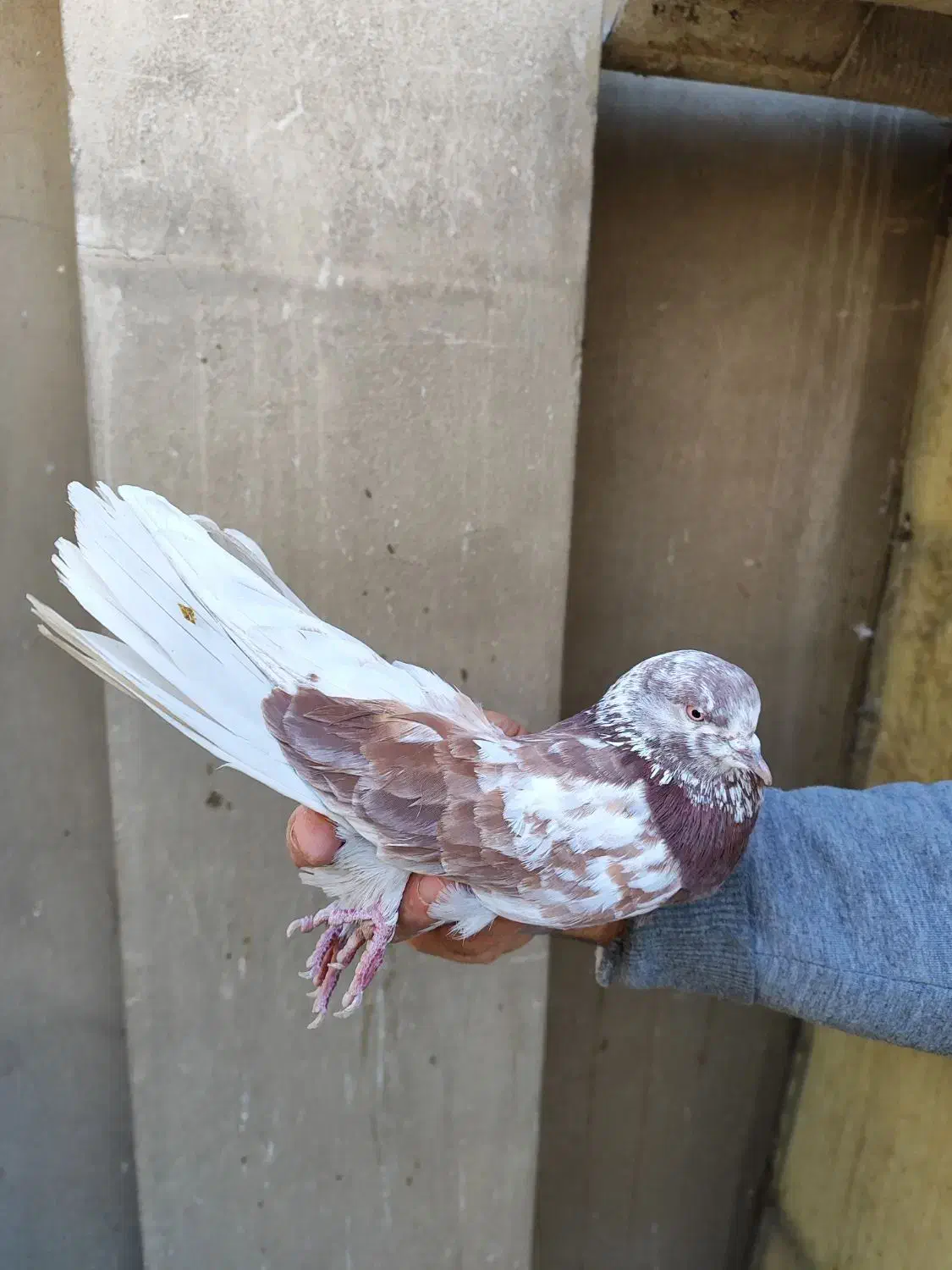 دو جفت کفتر استفاده|پرنده|تهران, مختاری|دیوار