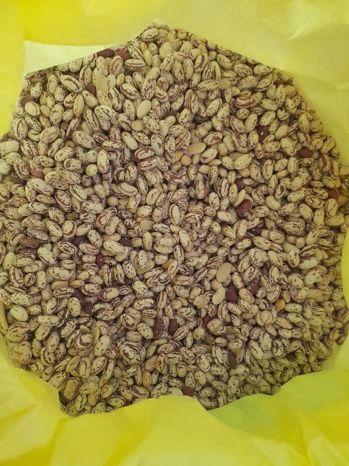 فروش نخود و لوبیا چیتی و لوبیا قرمز و لوبیاکپسولی|خوردنی و آشامیدنی|بندرعباس, |دیوار