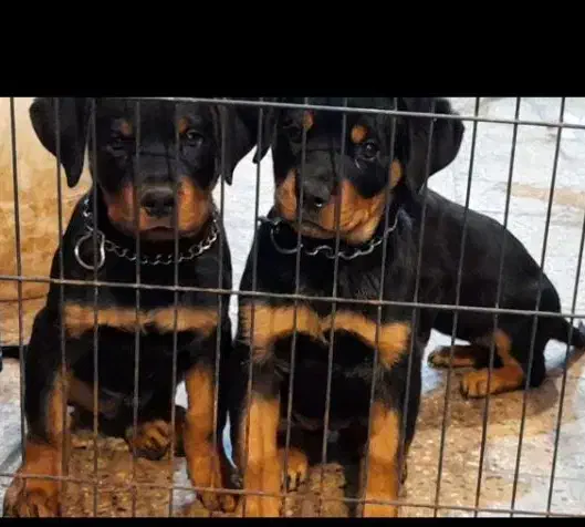 Rottweiler روتوایلر روتفایلر نگهبان دلقکی اروپایی|سگ|لاهیجان, جمهوری|دیوار