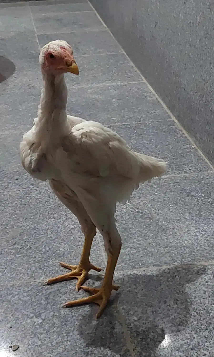 مرغ و خروس لاری|حیوانات مزرعه|بناب, |دیوار