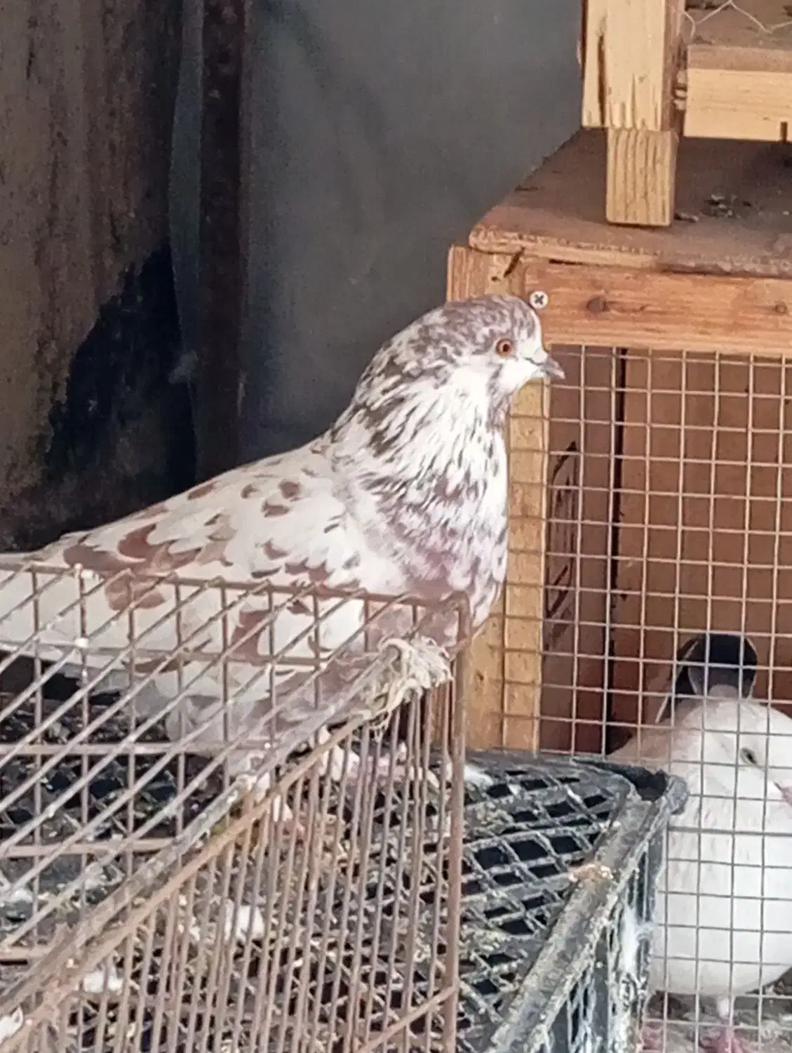 کبوتر|حیوانات|پاکدشت, پاکدشت (مامازند)|دیوار