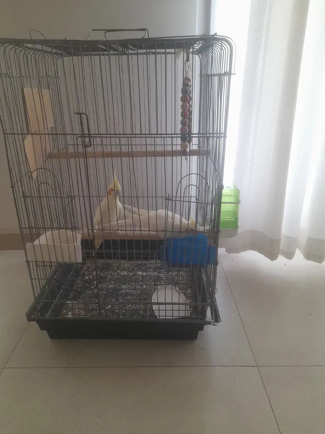 عروس هلندی|پرنده|بومهن, |دیوار