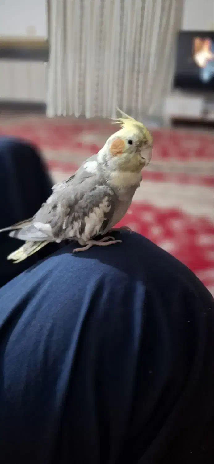 عروس هلندی|پرنده|کلاله, |دیوار