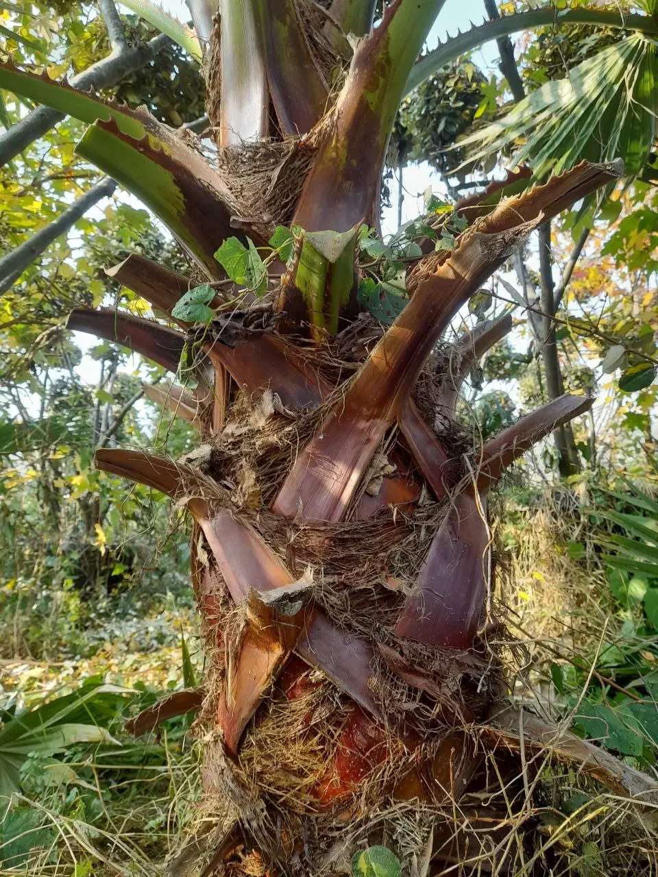 پالم زمینی|گل و گیاه طبیعی|رودسر, |دیوار