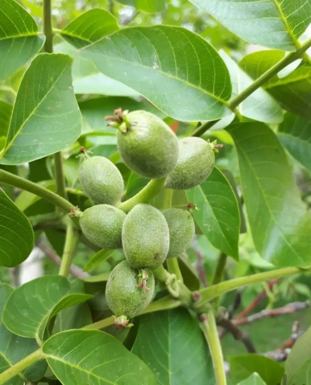 نهال گردو اصلاح شده|گل و گیاه طبیعی|نهاوند, |دیوار