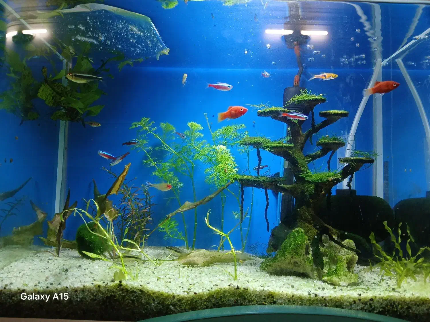 ماهی کاردینال،پلاتی،تترا،دلقک|ماهی|قم, انسجام|دیوار